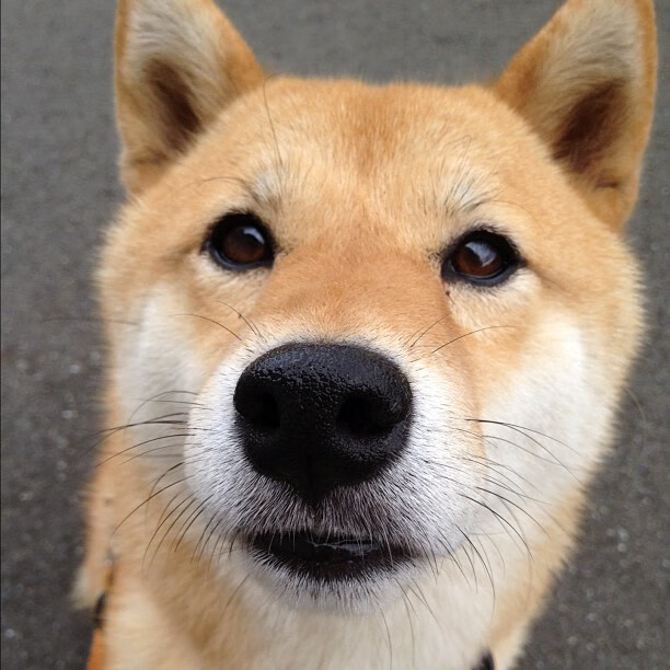 意甲冠军争夺：北方豪门纷纷奋起争辉，意甲北方三强谁是老大